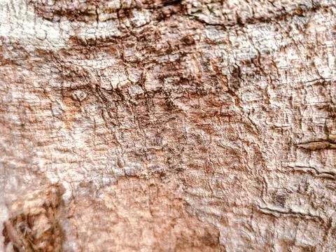Close-up of rugged tree bark texture with intricate patterns Stock Photos