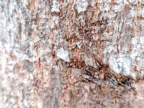 Close-up of rugged tree bark texture with intricate patterns Stock Photos