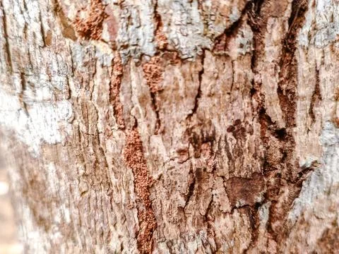 Close-up of rugged tree bark texture with intricate patterns Stock Photos