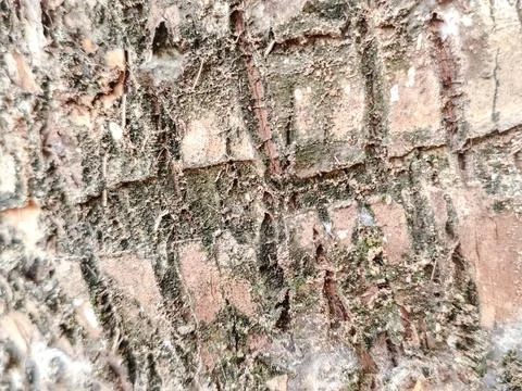 Close-up of rugged tree bark texture with intricate patterns Stock Photos