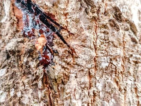 Close-up of rugged tree bark texture with intricate patterns Stock Photos
