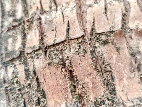 Close-up of rugged tree bark texture with intricate patterns Stock Photos