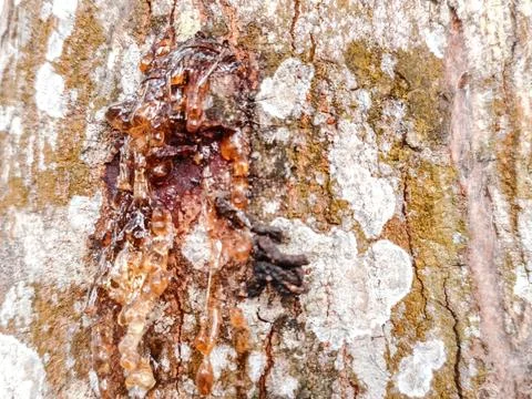 Close-up of rugged tree bark texture with intricate patterns Stock Photos