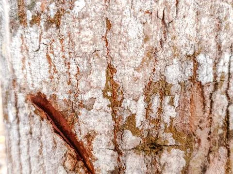 Close-up of rugged tree bark texture with intricate patterns Stock Photos
