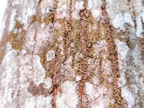 Close-up of rugged tree bark texture with intricate patterns Stock Photos