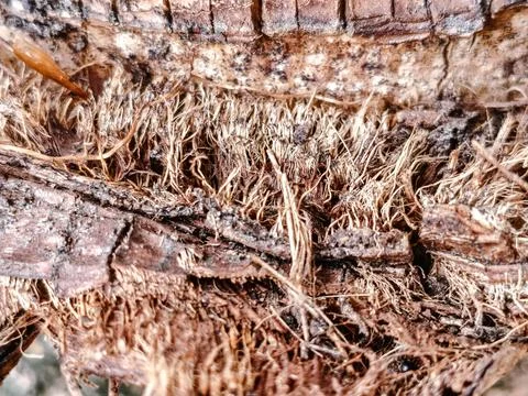 Close-up of rugged tree bark texture with intricate patterns Stock Photos
