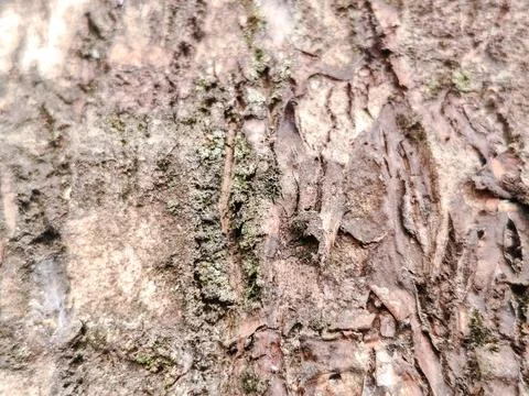 Close-up of rugged tree bark texture with intricate patterns Stock Photos