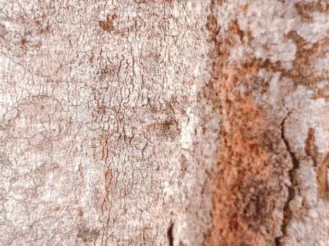 Close-up of rugged tree bark texture with intricate patterns Stock Photos