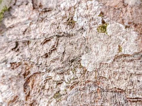 Close-up of rugged tree bark texture with intricate patterns Stock Photos