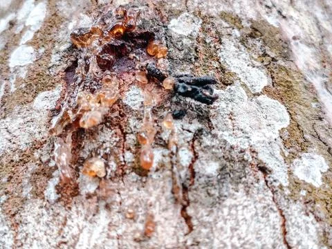 Close-up of rugged tree bark texture with intricate patterns Stock Photos