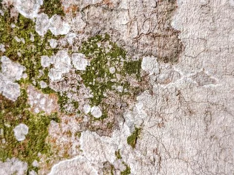 Close-up of rugged tree bark texture with intricate patterns Stock Photos