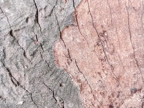 Close-up of rugged tree bark texture with intricate patterns Stock Photos