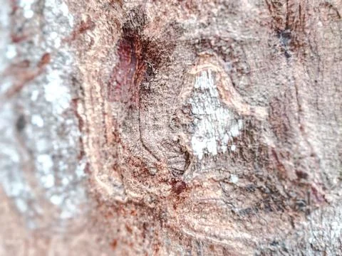 Close-up of rugged tree bark texture with intricate patterns Stock Photos