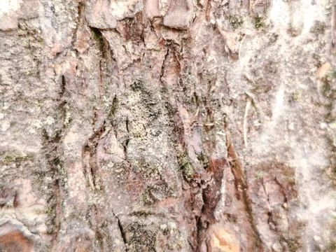 Close-up of rugged tree bark texture with intricate patterns Stock Photos