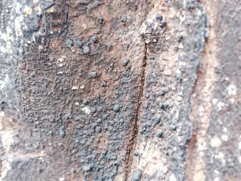 Close-up of rugged tree bark texture with intricate patterns Stock Photos