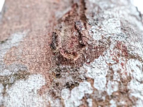 Close-up of rugged tree bark texture with intricate patterns Stock Photos
