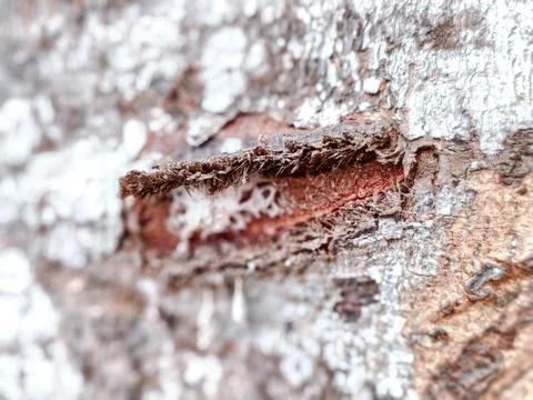 Close-up of rugged tree bark texture with intricate patterns Stock Photos