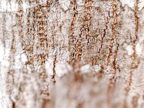 Close-up of rugged tree bark texture with intricate patterns Stock Photos