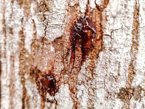 Close-up of rugged tree bark texture with intricate patterns Stock Photos