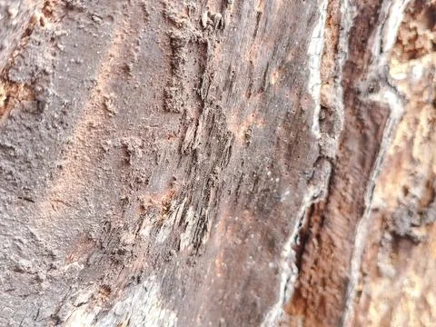Close-up of rugged tree bark texture with intricate patterns Stock Photos