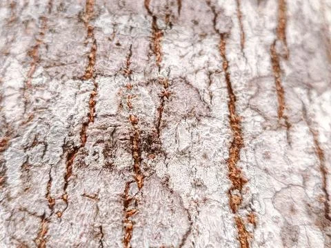 Close-up of rugged tree bark texture with intricate patterns Stock Photos