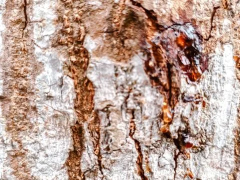 Close-up of rugged tree bark texture with intricate patterns Stock Photos