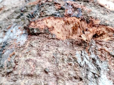 Close-up of rugged tree bark texture with intricate patterns Stock Photos