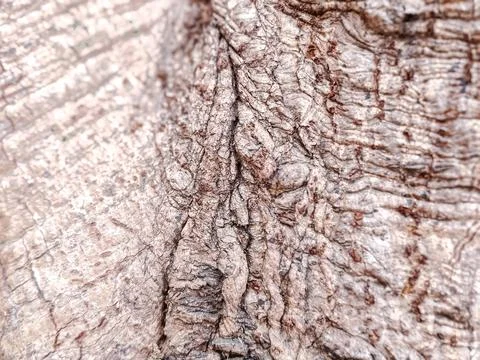 Close-up of rugged tree bark texture with intricate patterns Stock Photos
