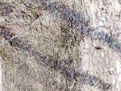 Close-up of rugged tree bark texture with intricate patterns Stock Photos