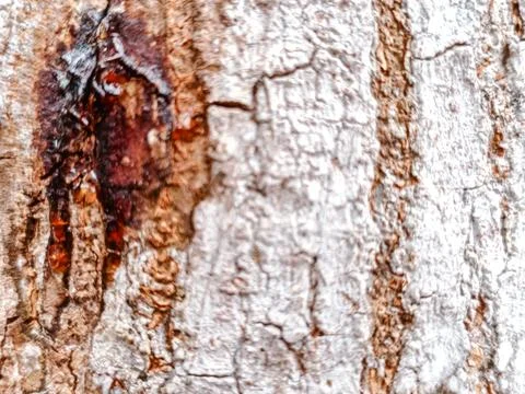Close-up of rugged tree bark texture with intricate patterns Stock Photos