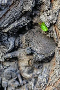 Close-up of rugged tree bark with thick textures, visible knots, and a small Stock Photos