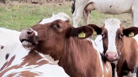 Close Up of a ruminating cow Stock Footage 82966923