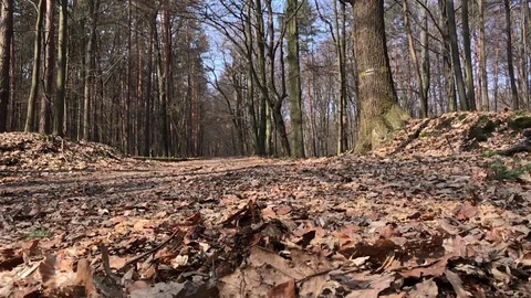 Close up of a runner feet running on forrest road. Stock Footage 73962287