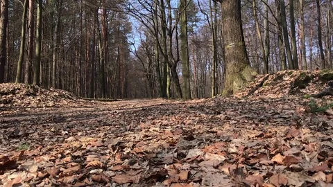 Close up of runner  man feet running on forrest road. Stock Footage 73962286