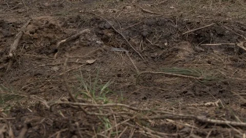 Close up of runners feet as they run through a trail in the woods Stock Footage 80509100