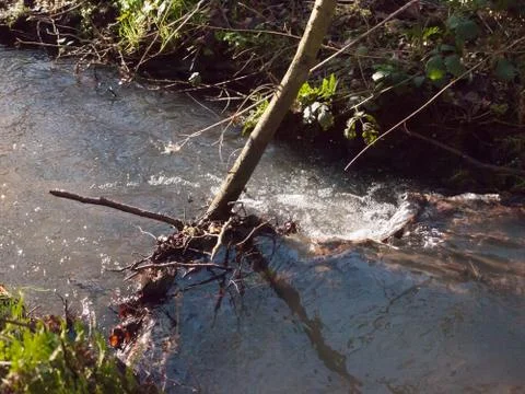 Close up of running stream water through forest floor spring nature Stock Photos