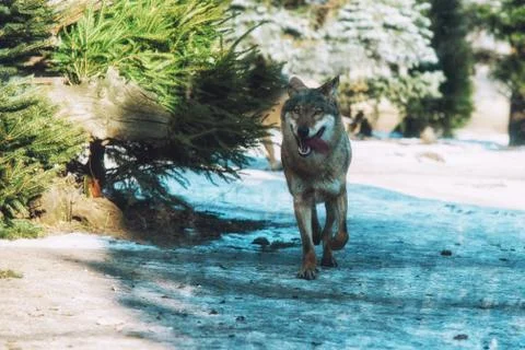 Close up on running wolf in the forest 写真素材