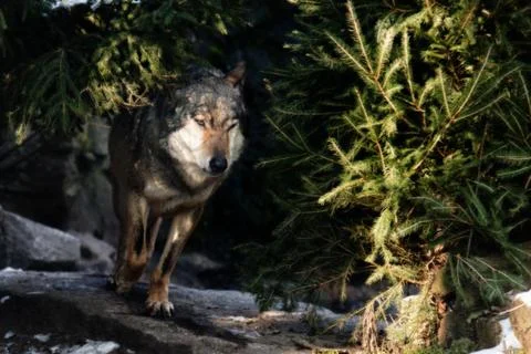 Close up on running wolf in the forest Stock Photos
