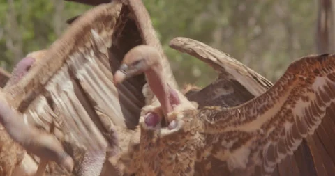 Close up of Rüppell's griffon vultures ripping meat Stock Footage 279047441