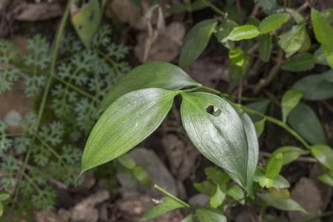 Close-up of Ruscus hypophyllum leaves Stock Photos