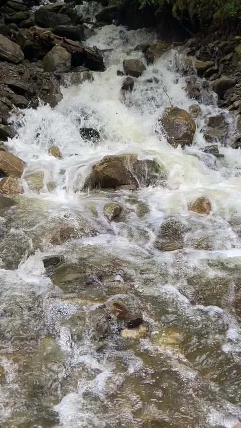 Close-Up of Rushing Carpathian Mountain Stream in Summer Stock Footage 311276340