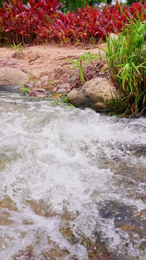 Close-up of rushing rapids in a shallow stream on the bank of red leaves and Stock Footage 340485788