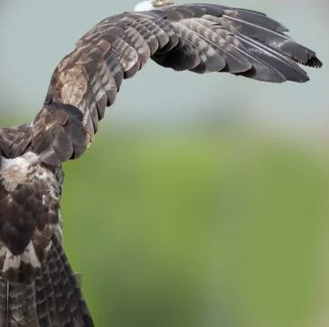 Close up of  russian steppe eagle Stock Photos