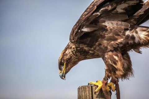 Close up of  russian steppe eagle Stock Photos