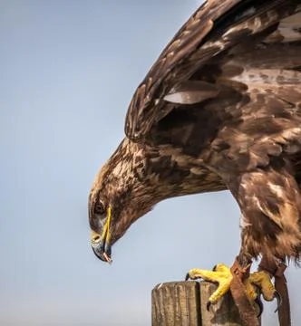 Close up of  russian steppe eagle Stock Photos