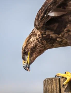 Close up of  russian steppe eagle Stock Photos