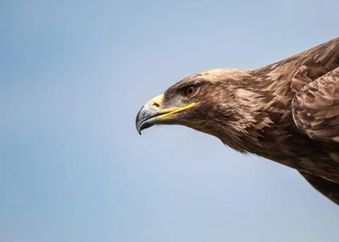 Close up of  russian steppe eagle Stock Photos