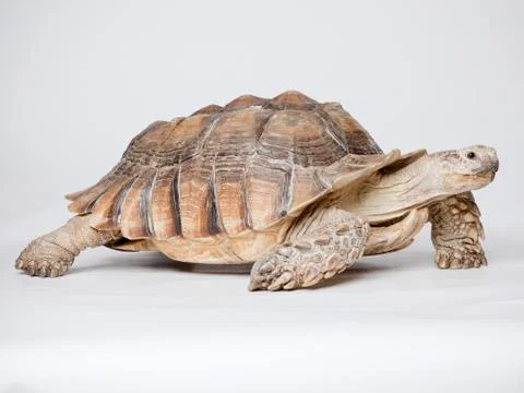 Close up of Russian Tortoise Stock Photos