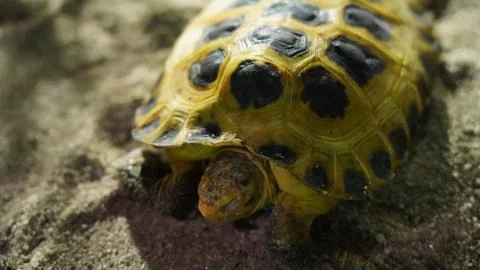 Close Up of a Russian Tortoise Foto stock