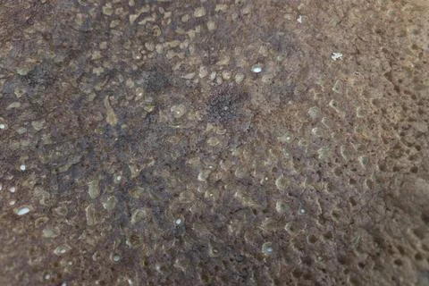 Close-Up of Rustic Bread Crust Texture Showing Natural Patterns and Details.. 写真素材